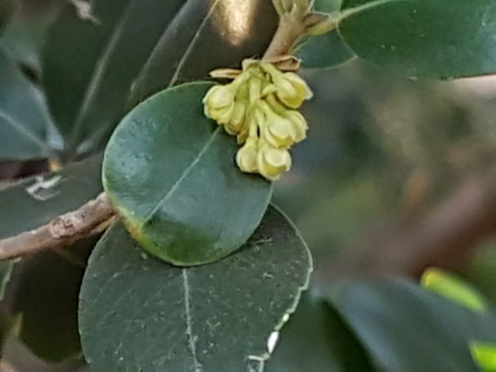 Albero incognito:  Phillyrea latifolia (Oleaceae)